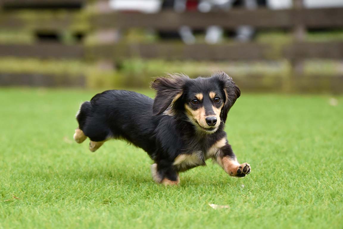 dogrun
